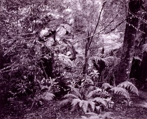 Anthony Green C1986 Parliament House Collection