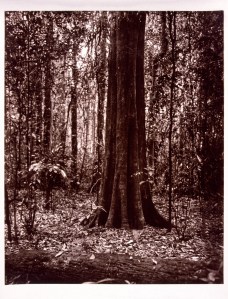 Gillian Gibb C1986 Parliament House Collection