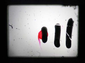 ANU School of Art Photography and Media Art and Painting handmade film projection