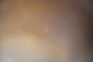 Rowan Conroy, 'Natura Naturans', 2014