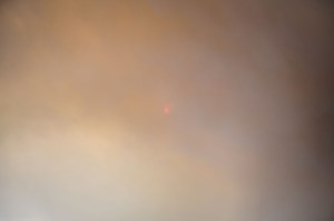 Rowan Conroy, 'Natura Naturans', 2014