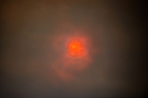 Rowan Conroy, 'Natura Naturans', 2014