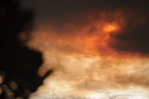 Rowan Conroy, 'Natura Naturans', 2014