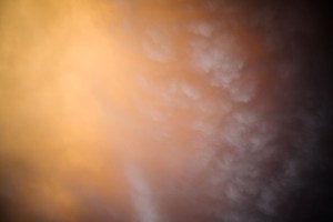 Rowan Conroy, 'Natura Naturans', 2014